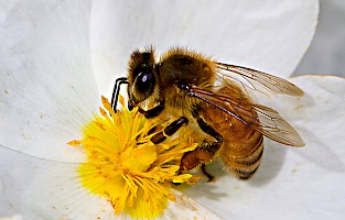 March 2016 - Natural History