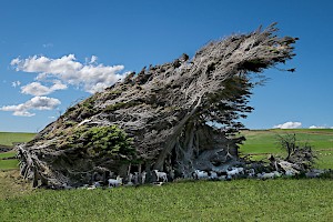 July 2016 Tree Study