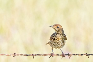 March 2017 - Natural History