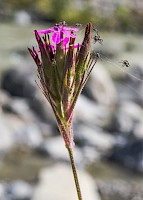 June 2017 New Beginnings