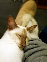 June 2018 - Seven Deadly Sins